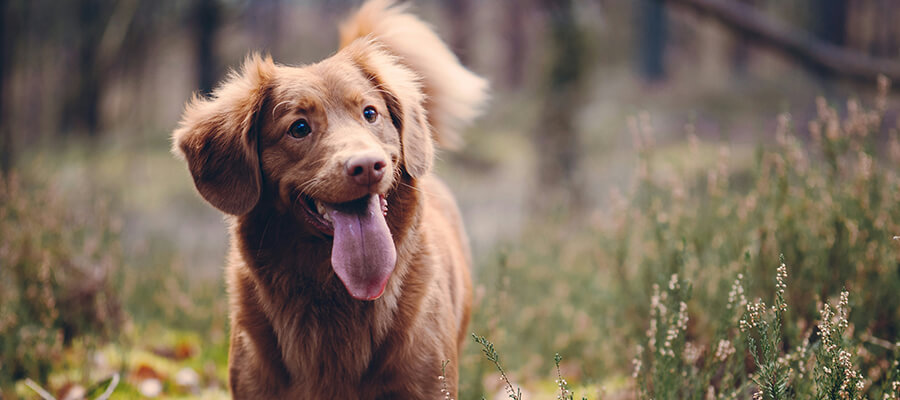 Nova Scotia Duck Tolling Retriever