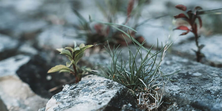 Sapling growing in between two rocks.