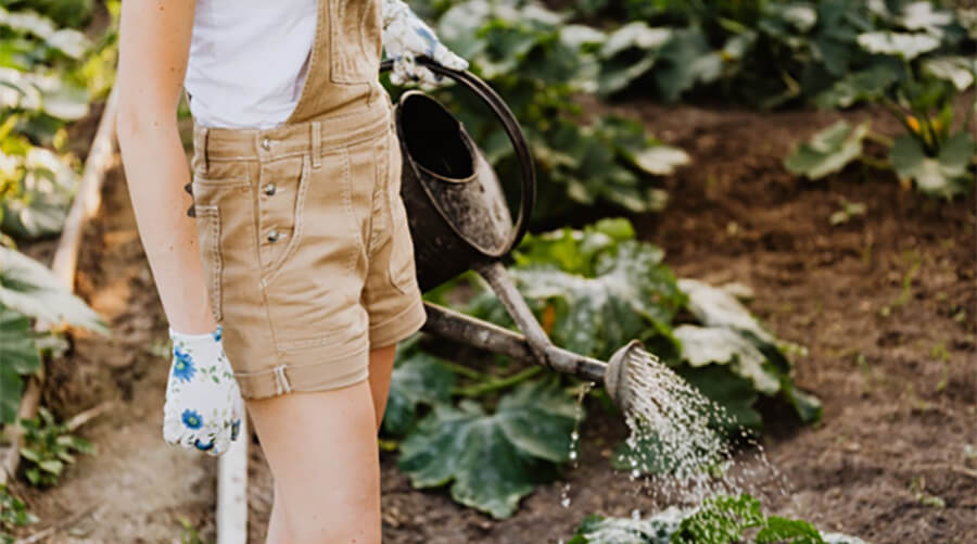 Watering plants with a watering can in the garden.