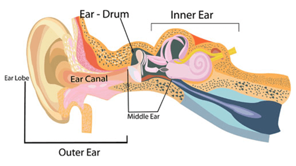 Cross section of the human ear.