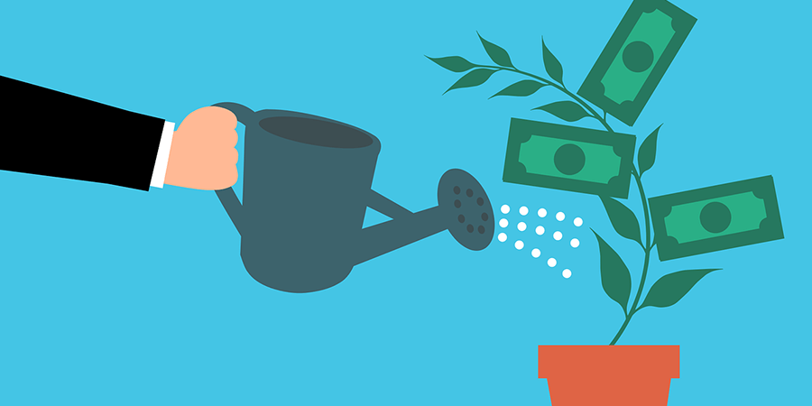 Watering a money plant.